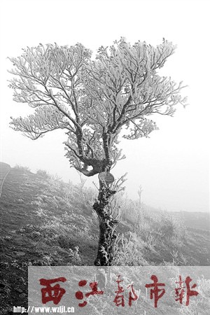 岑溪天龙顶现冰挂 预计冰挂现象将持续到本周