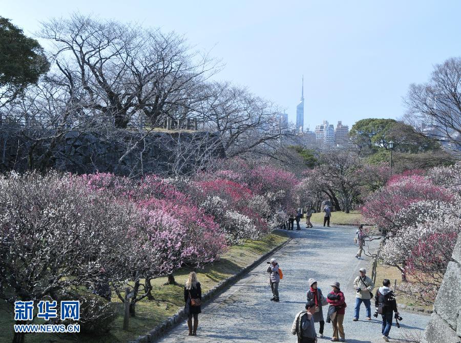 日本福冈舞鹤公园:梅花绽放