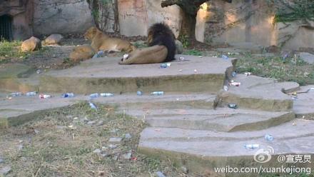 旅游 新闻详情 原标题:上海动物园长假遭殃 狮子身边被扔近百塑料