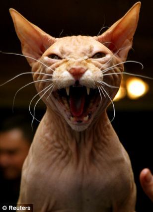 微型无毛天竺鼠成新宠物受追捧(组图)