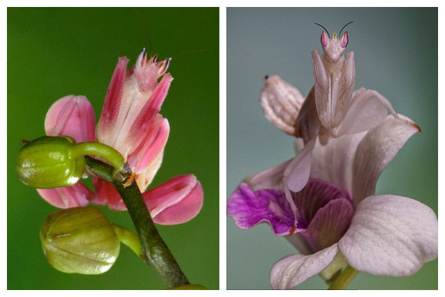 螳螂巧妙伪装变“兰花”捕食苍蝇-广西新闻网