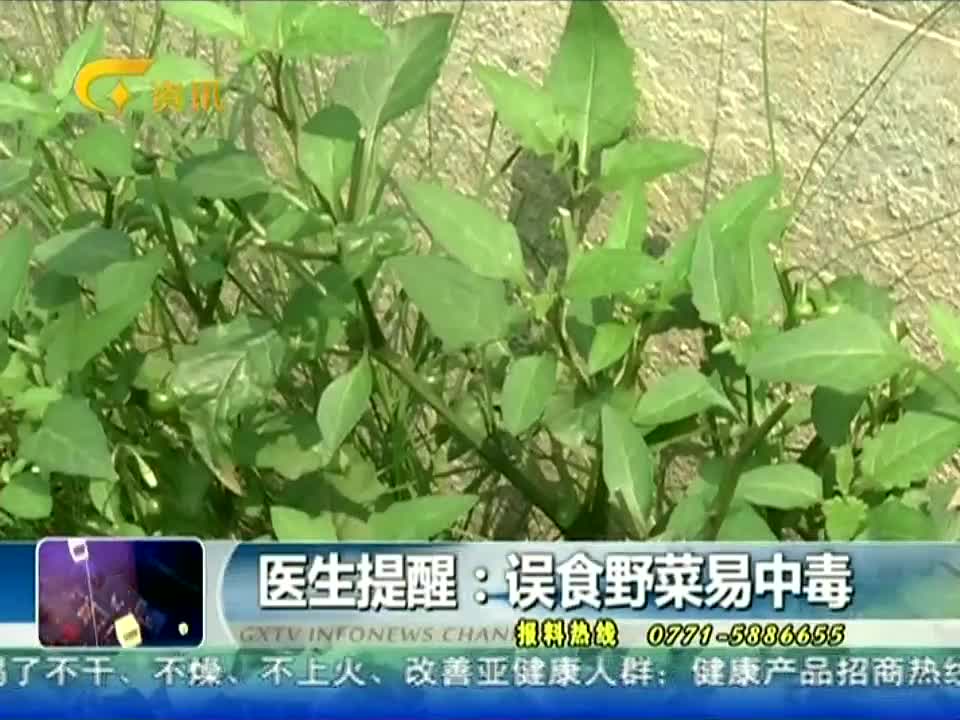 广西主要有哪些野菜