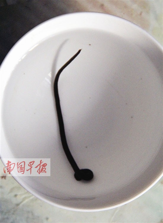 市民在家清洗摩托车头盔时 水龙头里流出一条蚂蟥