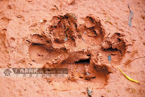 由于刚下过雨,泥地上的动物脚印十分清晰.记者 韦继川摄