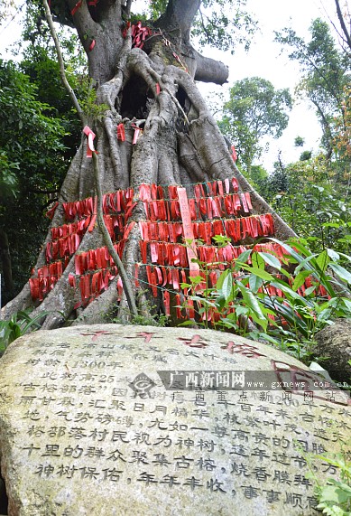 东兴:感受竹山古榕部落别样风情(9/14)