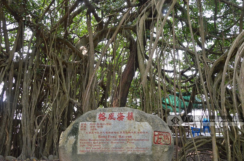 古榕,栈桥,海水,人家。 这是游客对东兴竹山古榕部落景点的缩写。4月26日,记者和红豆网友一道,亲身领略了古味十足的竹山古榕。 竹山古榕年轻的仅有数年,年长的有超过1000年的,这些奇形异状的榕树,分别被当地百姓冠以“子孙满堂”、“生死之恋”、“海顺门”等等美名。据说,来到这里的客人,只要在这些古榕上支香许个愿,很是灵验。 顾名思义,竹山村势必有竹子,而且一丛丛长得甚是茂盛。古榕部落因为有了这样原始的林木,自然形成了天然的&ldquo