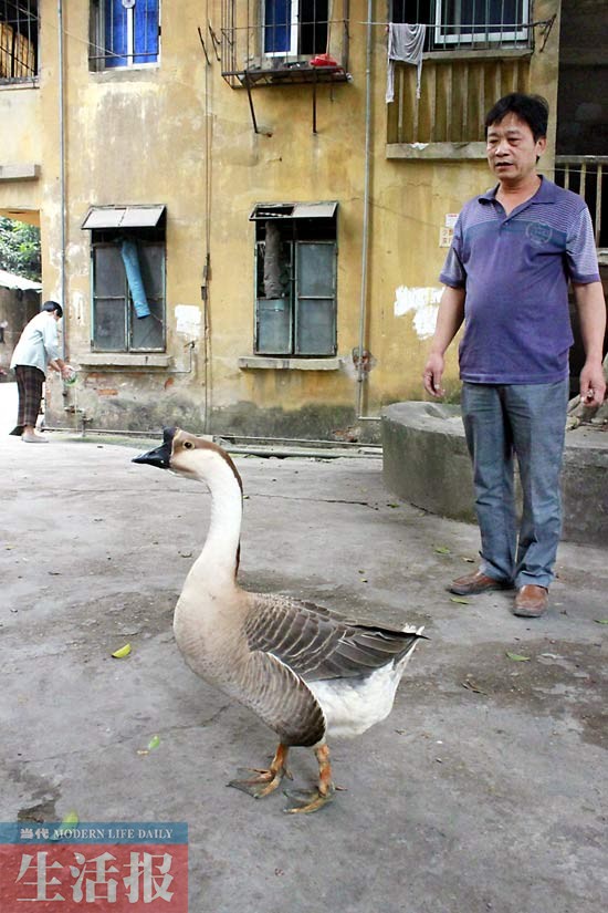 别人遛狗他独爱遛鹅 宠物鹅爱粘人每天要洗澡两次