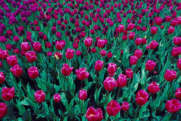 五一去哪儿 南宁景区活动精彩纷呈