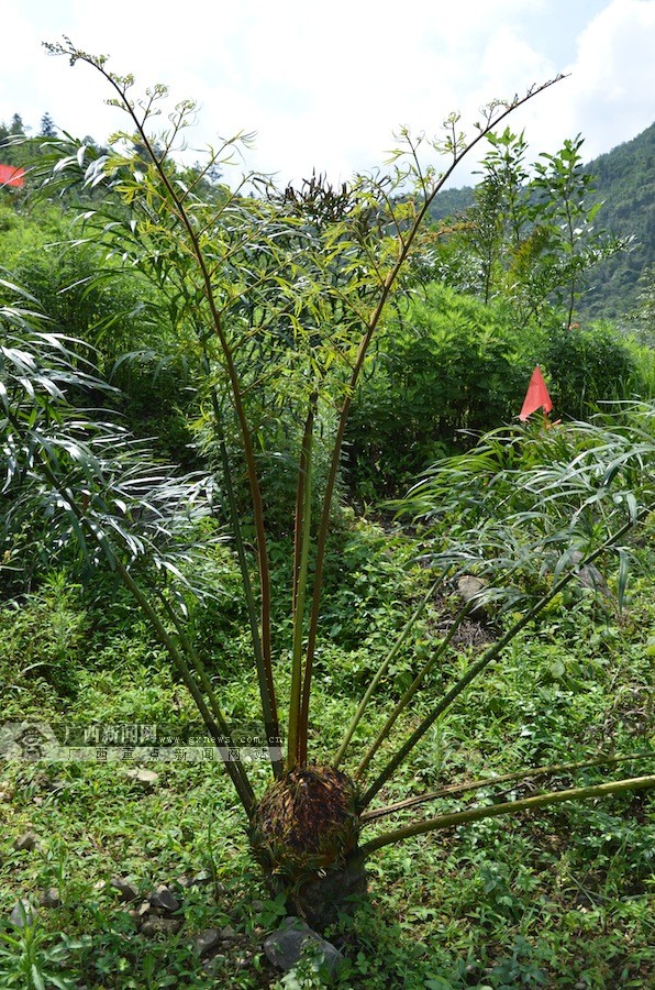 高清:植物"活化石" 广西德保苏铁成功回归自然(4/10)