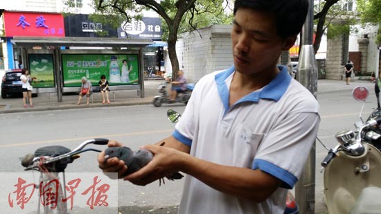 贵州病信鸽南宁迷路遇好人 寻可收留治疗之处(图)