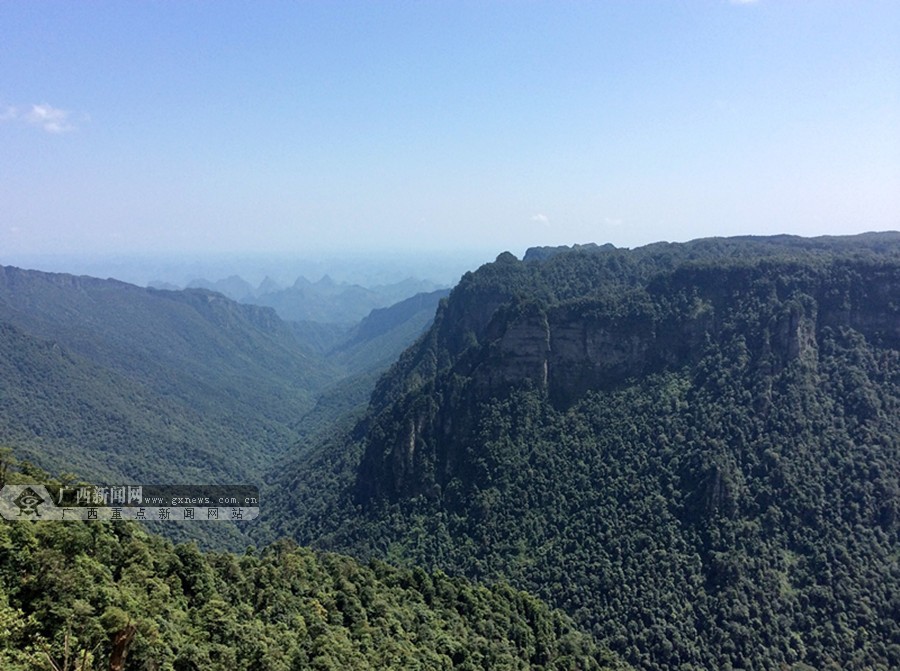 高大伟岸的大明山,一望无际的绿色.广西新闻网记者 胡泽方摄