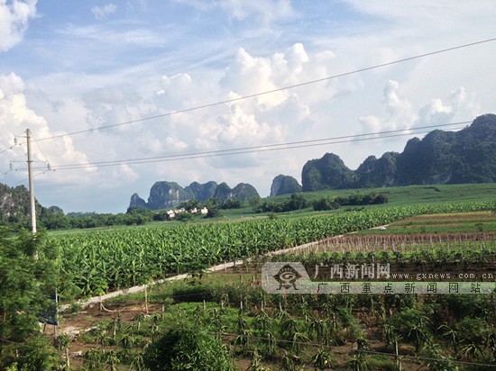 龙州县上龙乡土地流转后的农作物种植.广西新闻网记者蒋尧摄