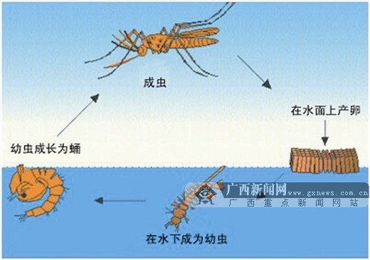 登革热来袭三痛三红要警惕专家教你防蚊子