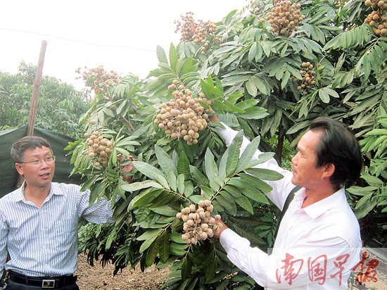 好吃不贵 反季龙眼芒果"不走寻常路"走俏市场(图)