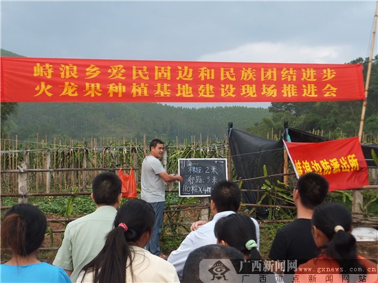 宁明峙浪乡洞浪村新洞屯的红龙果种植示范基地现场.