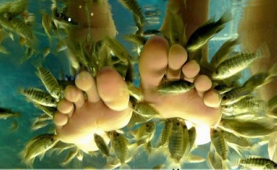 秋天去泰国养生 体验五花八门的泰式 马杀鸡 -