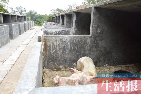 一村干部带头拆除自家猪栏 实施牲畜集中圈养(图)