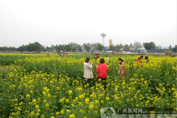 2015年贵港市油菜花乡村旅游节2月13日开幕