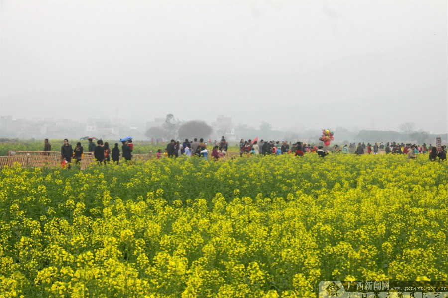 高清:2015年贵港油菜花乡村旅游节开幕 (1/12)