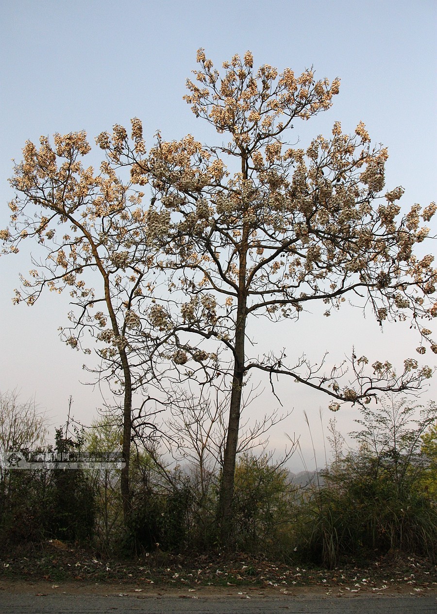 惊蛰时节,广西隆林各族自治县高寒山区一棵棵高大泡桐树相继开花