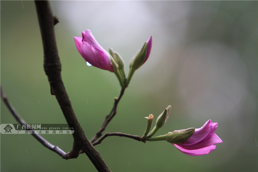 紫荆花花苞.广西新闻网记者廖章利 摄紫荆花花苞.