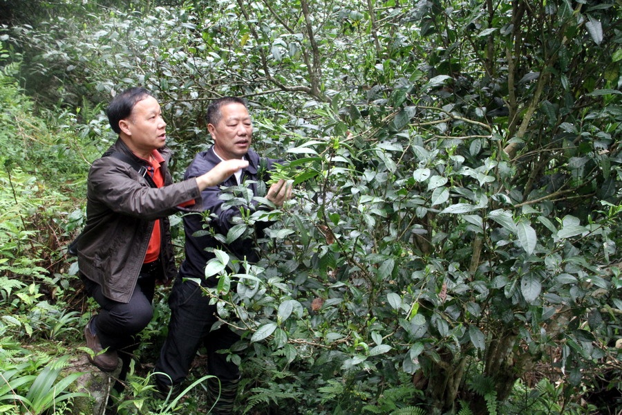 融水发现上百年野生古茶树群 面积超千亩品种多样(7/11)