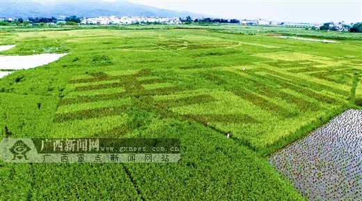 稻田做"布"水稻做"笔 港北区彩色水稻种出了风景