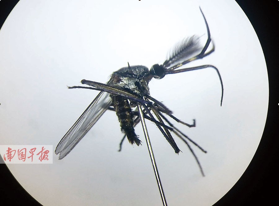 高清:华丽巨蚊再度现身广西 捕食其它蚊子的幼虫