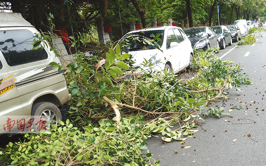 树枝围堵车位 车难停也难取