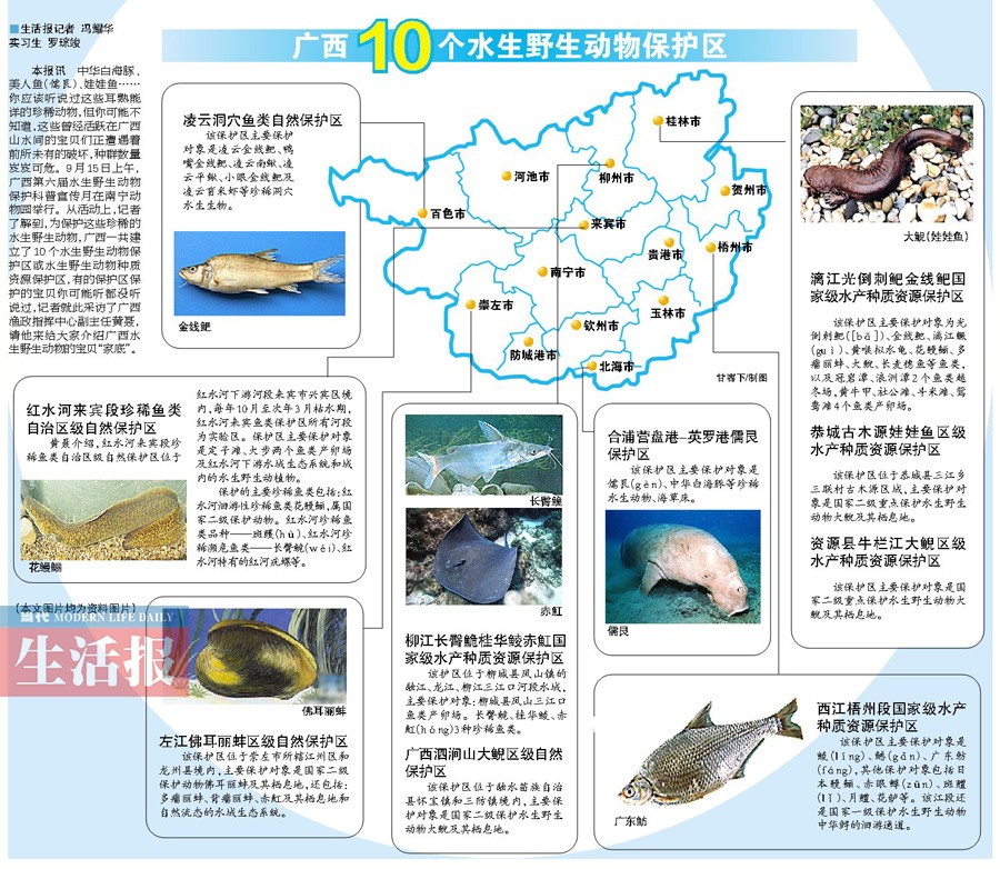 广西新闻网-当代生活报讯(记者 冯耀华 实习生 罗琮竣)中华白海豚、美人鱼(儒艮)、娃娃鱼……你应该听说过这些耳熟能详的珍稀动物,但你可能不知道,这些曾经活跃在广西山水间的宝贝们正遭遇着前所未有的破坏,种群数量岌岌可危。9月15日上午,广西第六届水生野生动物保护科普宣传月在南宁动物园举行。从活动上,记者了解到,为保护这些珍稀的水生野生动物,广西一共建立了10个水生野生动物保护区或水生野生动物种质资源保护区,有的保护区保护的宝贝你可能听都没听说过,记者就此采访了广西渔政指挥中心