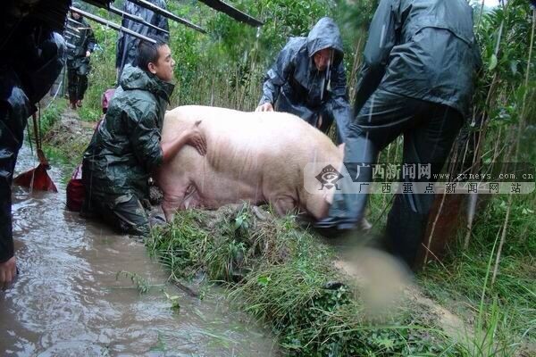 消防全力救猪.广西新闻网通讯员罗珊供图