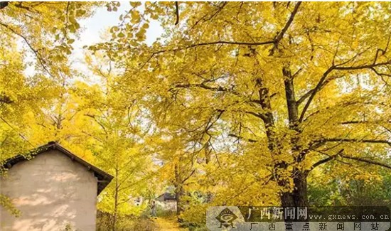 深秋郊游何处去 桂北漠川好风光-广西新闻网