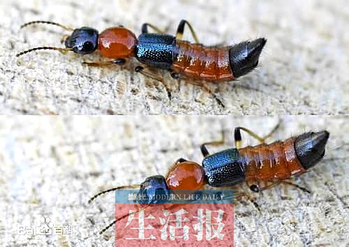 beetle)又被称为"影子虫","青腰虫",是鞘翅目隐翅虫科甲虫的通称,属