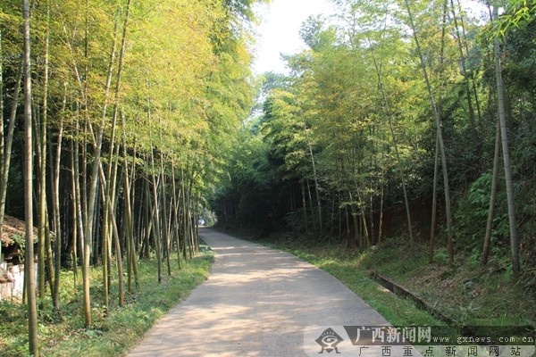 桂林毛 竹山 村"村屯绿化"提升乡村生活质量