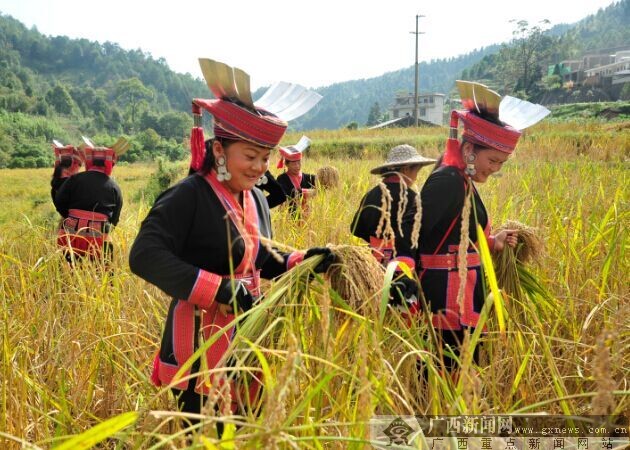 美村屯的瑶族群众唱着山歌在剪禾.广西新闻网通讯员 秦海燕摄