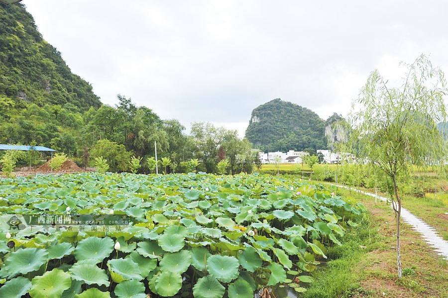 樊重树木