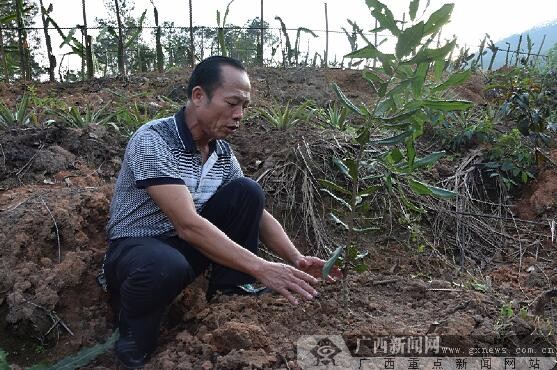 深入上思看上思_广西新闻网精彩专题报道