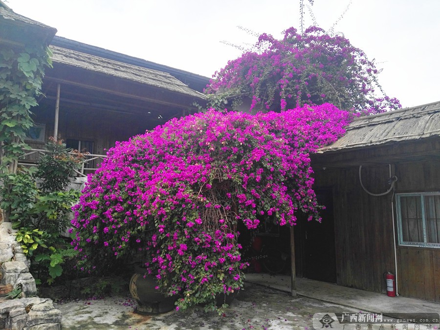 三角梅正值花期 南宁怡景生态园游客纷至沓来(图)