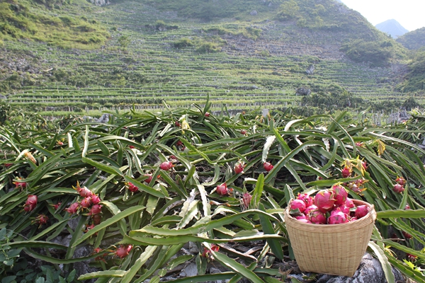 平果县火龙果-广西新闻网