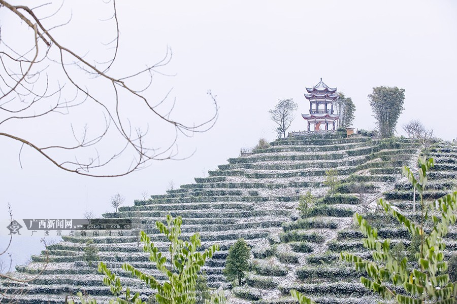 高清:凌云茶山金字塔景区冬景如画|手机广西网