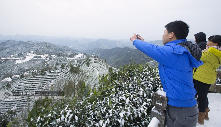 高清:凌云茶山金字塔景区冬景如画