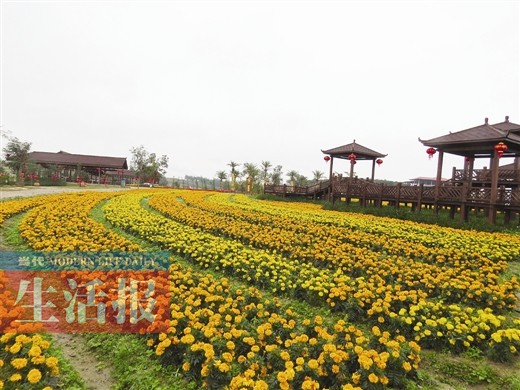 台湾花卉产业园将举办"幸福花海迎春赏花节(图)