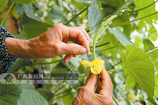 人工授粉.