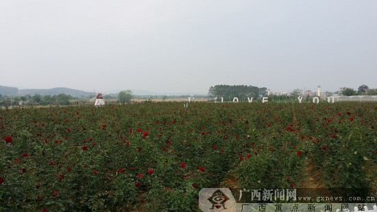 一路上会有"台湾花卉产业园"路牌提示,按路牌前行几公里右转往北海