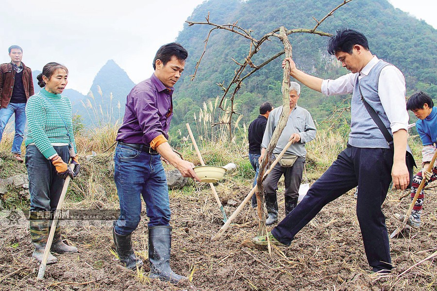 环江引导鼓励农民群众种植葡萄 做好产业扶贫