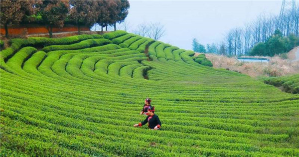 闽东茶乡行:蕉城千亩茶园 美景如画卷