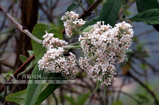 色彩斑斓 隆林花米饭飘香(图)