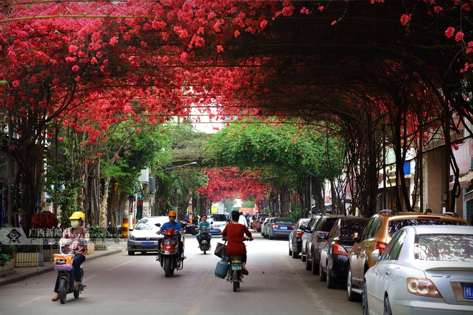 高清:看南宁平西路的空中花园 赶一场春天的约会|手机广西网