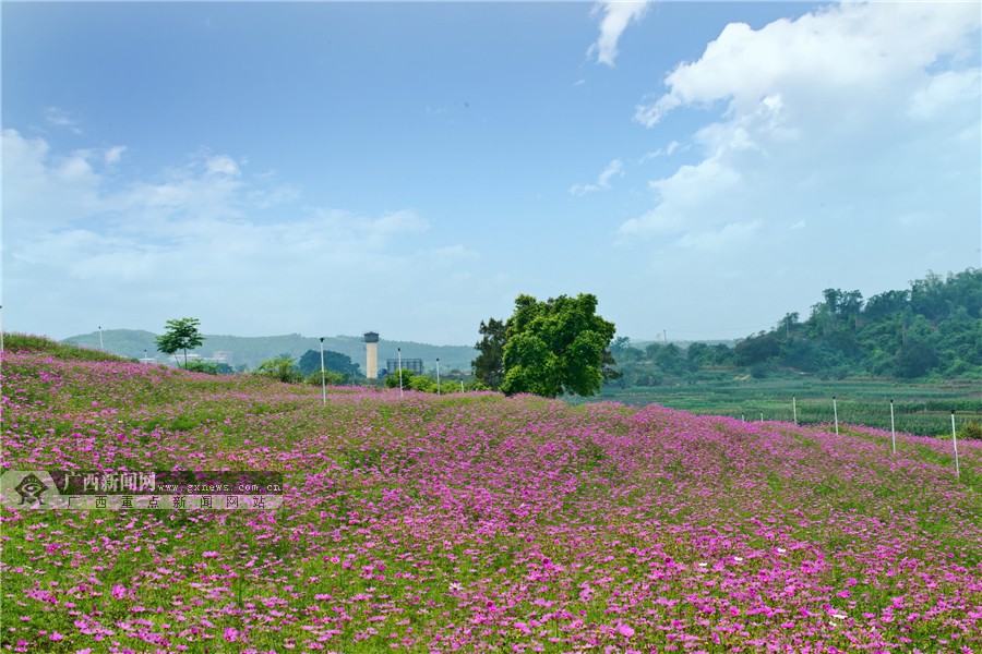 五一假期到西乡塘区亿仓花海
