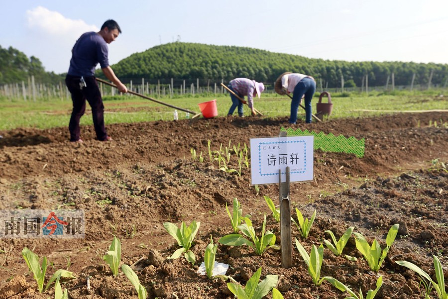 在市郊租块菜地当“地主” 手机就可遥控种菜(图)